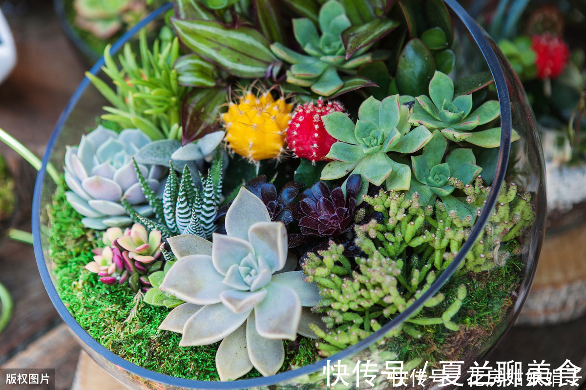 多肉植物怎么浇水?提供浇水七大知识点,让养殖多肉变得更加简单