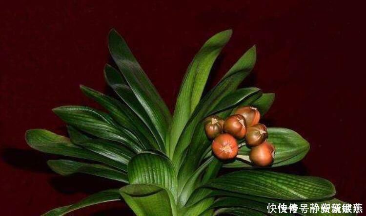 元宝|怎样养粗君子兰的基座做好4点,形似元宝,开花不愁