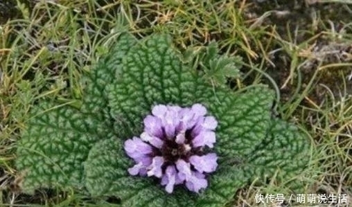 青藏高原|农村35一斤的癞蛤蟆草,能活血止痛,价值珍贵,却没有多少人知晓