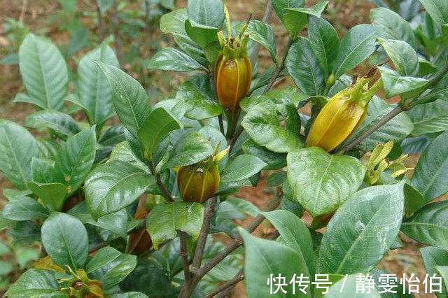 黑发|女性常吃此1物，补血、黑发、抗衰老，妇科病也不来扰