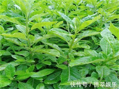 杂草|下边三种山野菜,非常容易被当做杂草,实际上营养成分很高!
