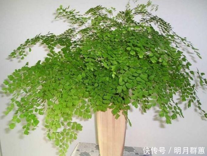 卫生间有异味,就养4种花,耐阴吸异味,养在卫生间高大尚