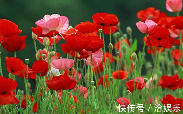 北堂|令人美到窒息的花语,世界最美的花语是什么