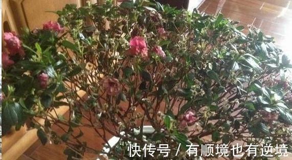 月季花杜鹃花栀子花总是养不活教你一招，连开3个月！