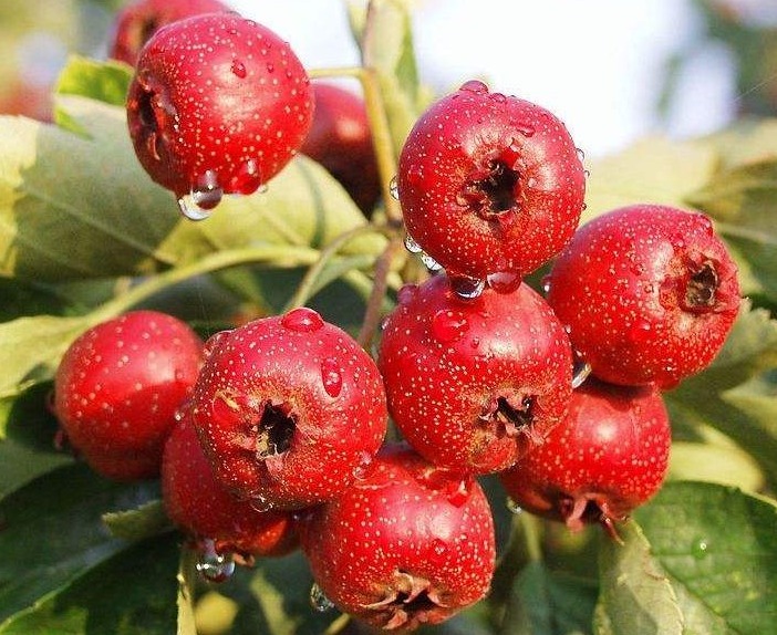 山楂片|山楂和此物一起泡,每天一杯,血管干净了,脂肪没了,瘦成小蛮腰