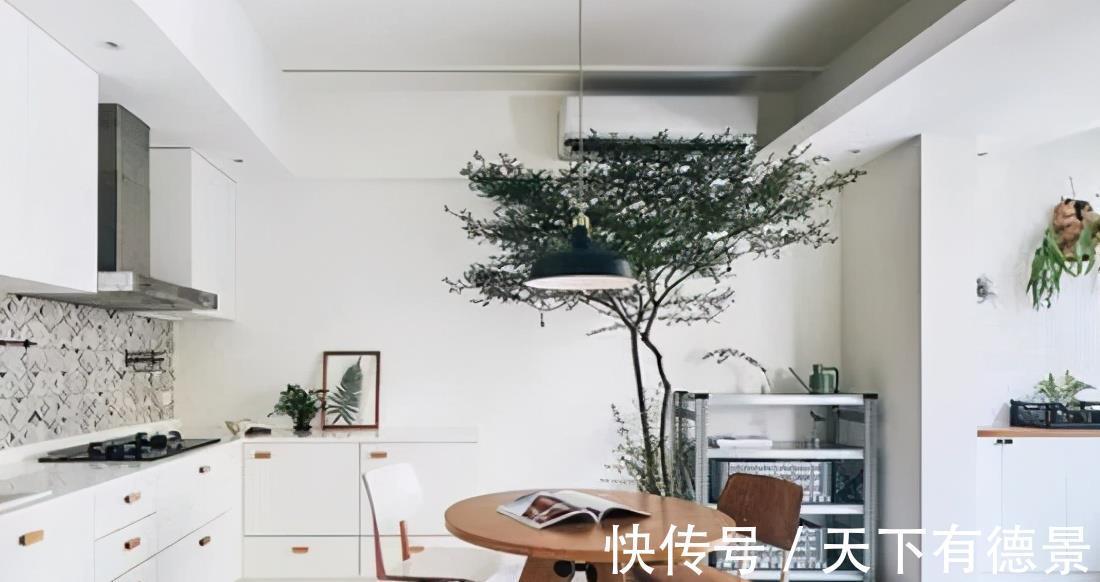 好好学习|等我有了钱，也要学她家这么装，在餐厅里“种树”，不要太享受！