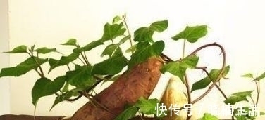 吃不完的蔬菜扔盆里，分分钟绿植就有了，真是太容易了