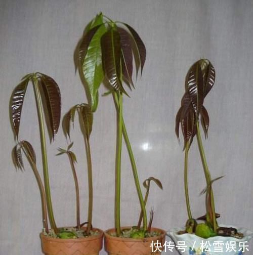 两种水果，吃完籽儿留下，撒盆里，一年长成小盆栽，果子结满了