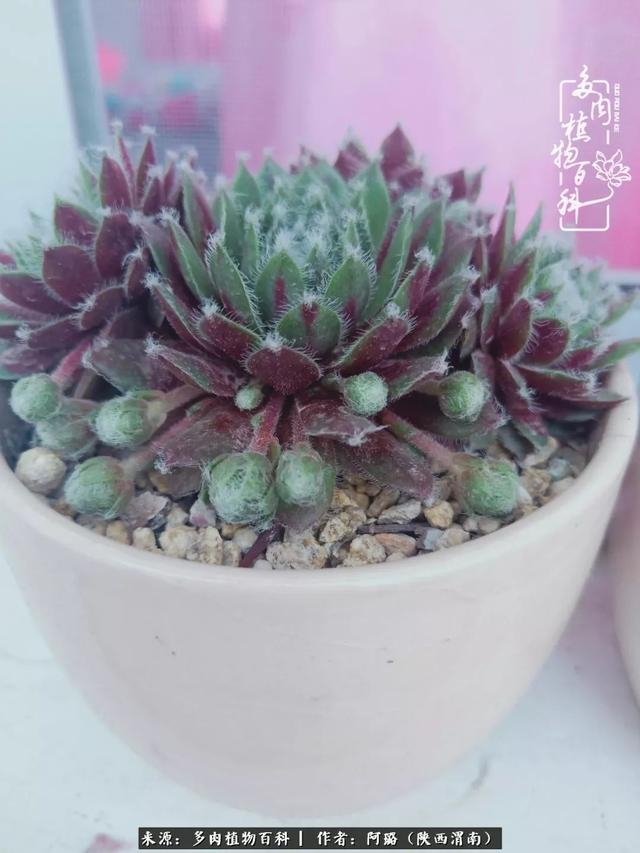 这些年养的那些多肉！附靠谱的多肉度夏小技巧！