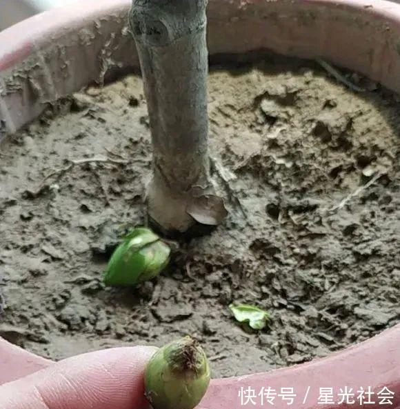 栀子花|公认的难养花，买一盆死一盆，原来是被动了手脚…