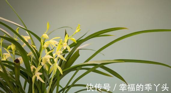 养兰花要懂得服盆和分苗，如果不懂，凭什么能养好