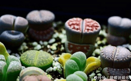 梦椿子|这些多肉植物好看又好养，有着吉祥如意的寓意！为你带来好兆头