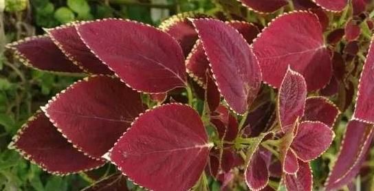  香椿|蒲公英、香椿、榆树钱、白蒿，一种野菜就能治一种病，了解一下