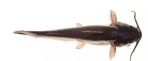 食肉鱼|宝宝吃鱼更聪明?这7种鱼,一口都不能给宝宝吃!