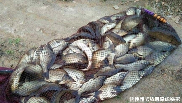 钓法|扎蛤蟆钓法的操作要点,黑坑不会这一招,鱼要被人抢光