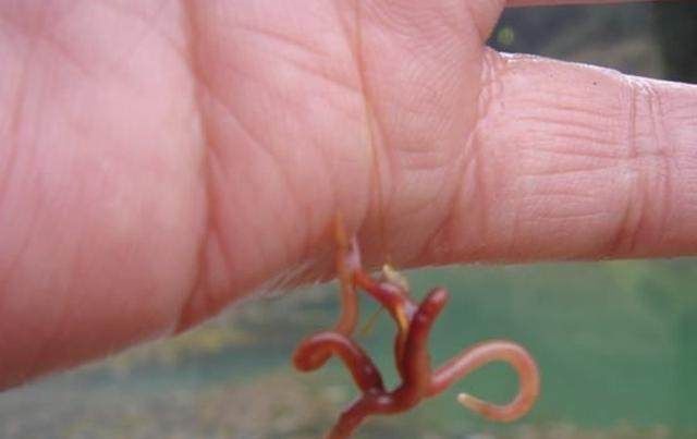 渔获|用蚯蚓钓不上鱼那是方法没用对,只4招,就让你渔获翻倍