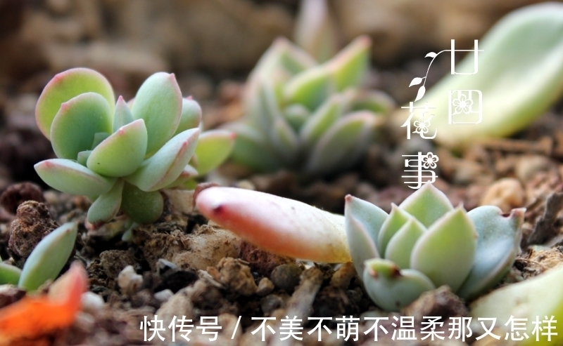 3类多肉不适合叶插,偶尔生根也难发芽,还是别费力气了
