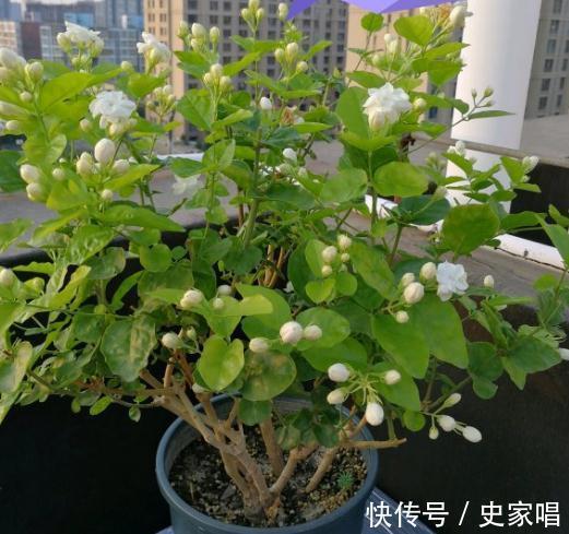 浇水量|茉莉花浇水，牢记这8个字，春润，夏湿，秋干，冬少