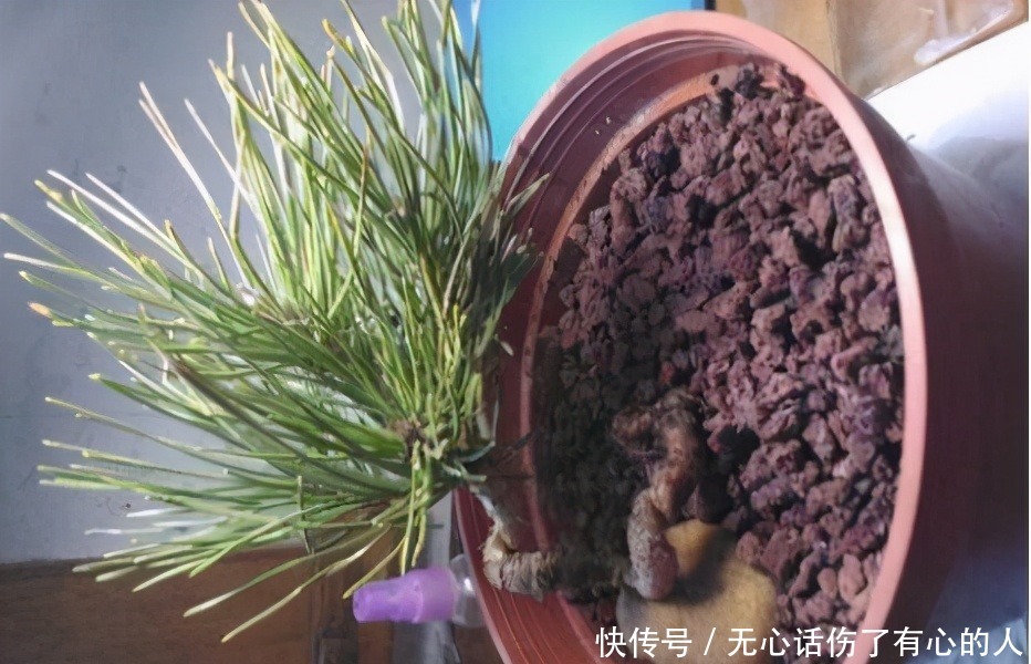 给花浇水时,这3点习惯不能有,不然土壤结块,花儿烂根