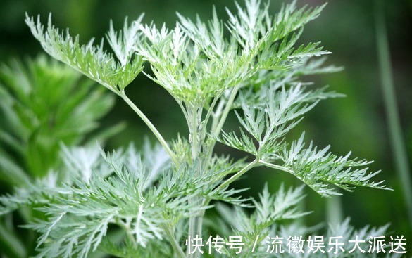 除虫菊除虫菊|夏季养花试试这几朵,天然的驱蚊盆栽,好看好养活