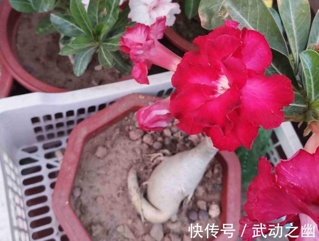 懒人养花,首选沙漠玫瑰盆栽,耐旱好养,开花美!