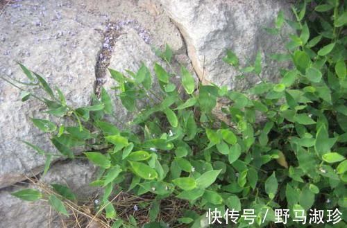 野菜|只有老农民才认识的这种野草,长得像竹叶,如今20元一斤成稀罕