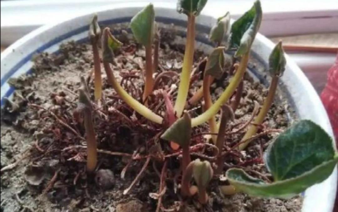 蟹爪兰|夏天5种花不要买,很难养活,费钱又费时间