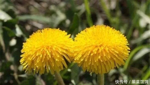 蒲公英,被称为“药草皇后”,请记住“6功效、7搭配、8禁忌”