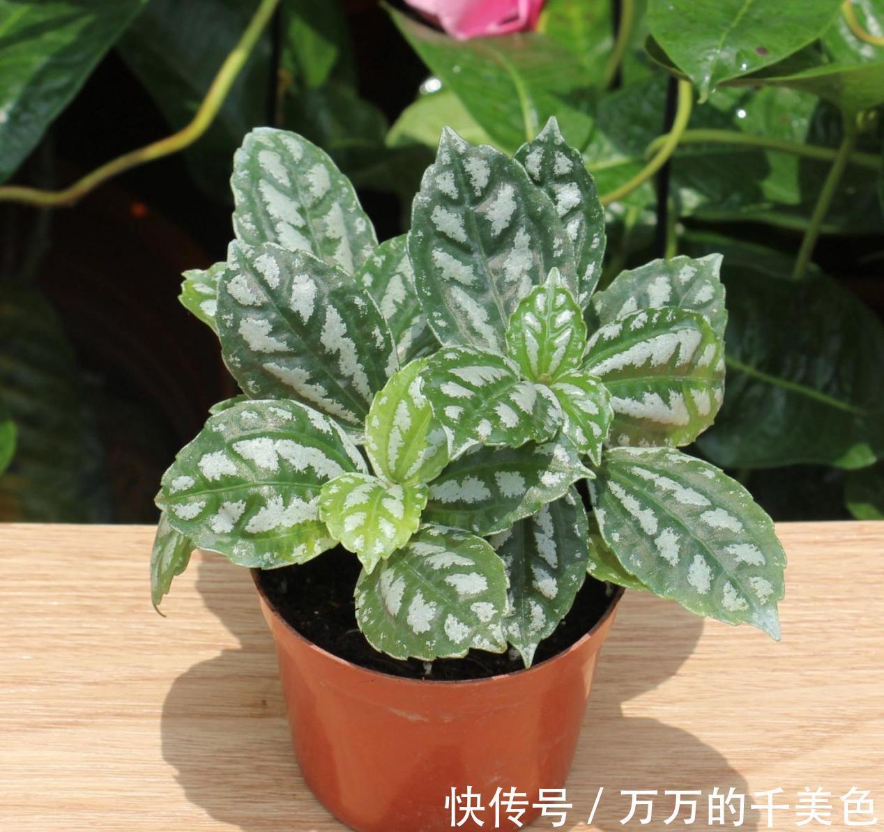 成活率|大蒜真是个“宝”，养花就有4大妙用，甭错过！