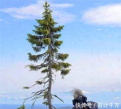 现世|世界最长寿的树在瑞典现世,活了9500年,仍在生长,全球仅此一棵