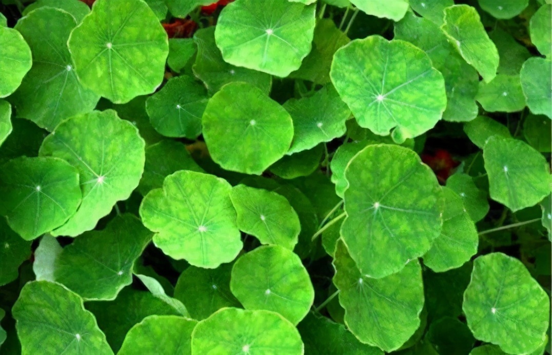 中年人|中年人可以多吃3种食物，排毒养颜、延缓衰老，爱吃就赚了！