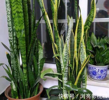 移栽|繁殖虎皮兰，用这“2种方法”扦插，20天冒白根，一盆养出好几盆