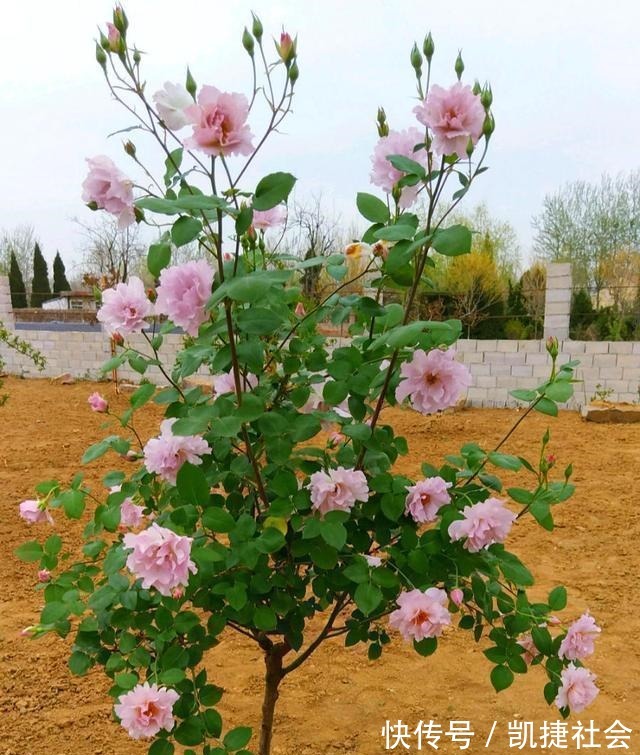 6种冷门月季，看一眼就中“毒”，没养的人都后悔了！