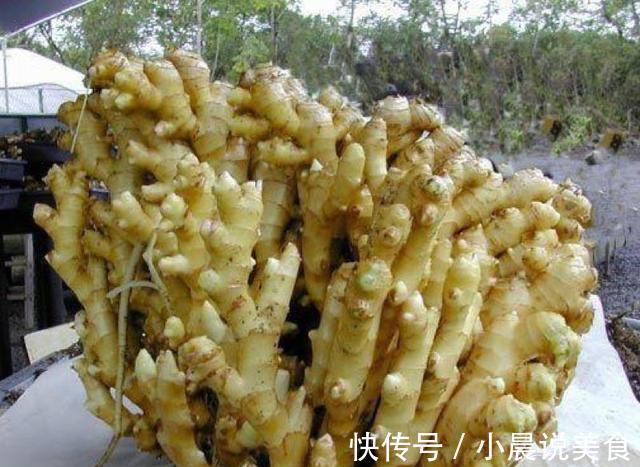 姜山|1块生姜放盆里,长出一片姜,只用了1个方法,2年都吃不完