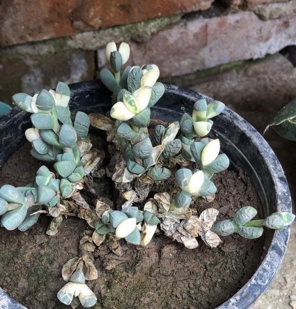 幸运|鹿角海棠变色了,绿叶变黄叶,原来是“出锦”,真是太幸运了