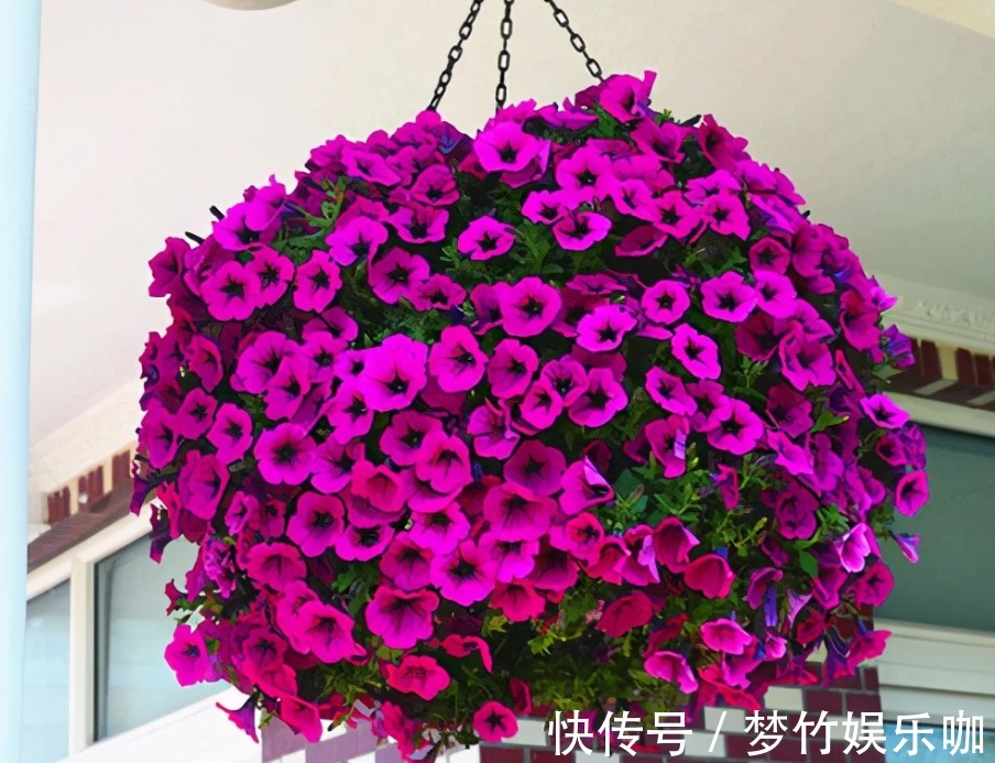 家庭养花:阳台盆栽此3款,漂亮好活,懒人最爱!