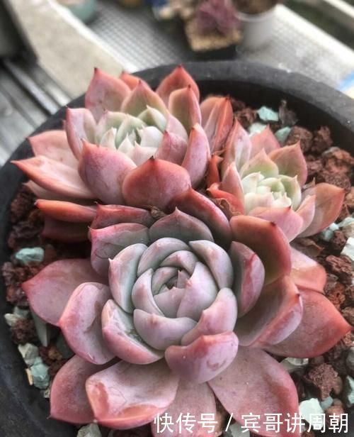 一个月|特别耐旱的5种花，一个月不浇水，照样能生长，呼呼长满盆