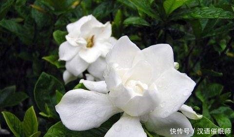 栀子花的修剪小技巧，简单好记，你学会了吗！