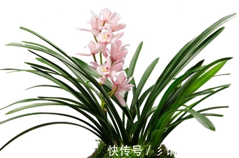 开花期|室内养兰花和君子兰,怎样让花箭窜得高?三个方法简单实用