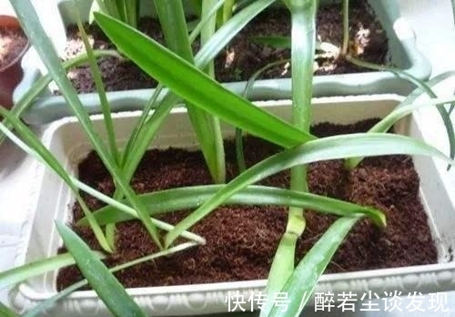 土质|楼下邻居装修，装了点木屑回家养花，给你们说说木屑养花的好处