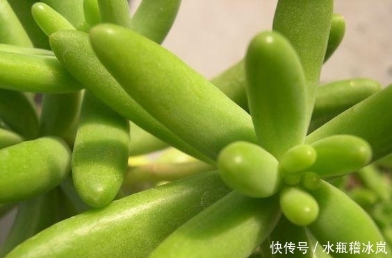 多肉|那些自带果冻色的多肉,它们可从来不让你失望!