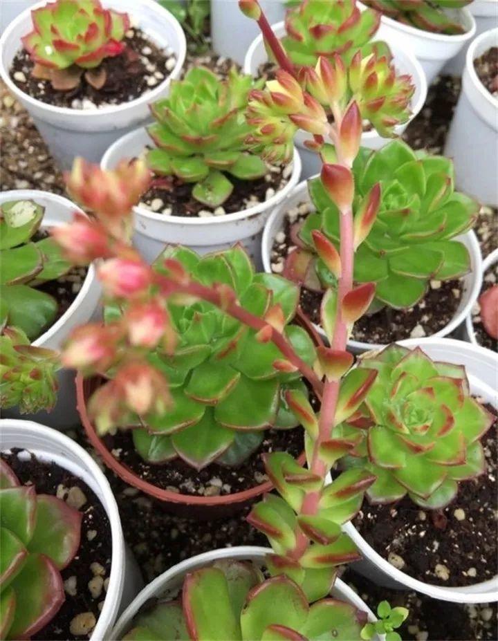 多肉长花箭被他剪断插土里，7天就生根！