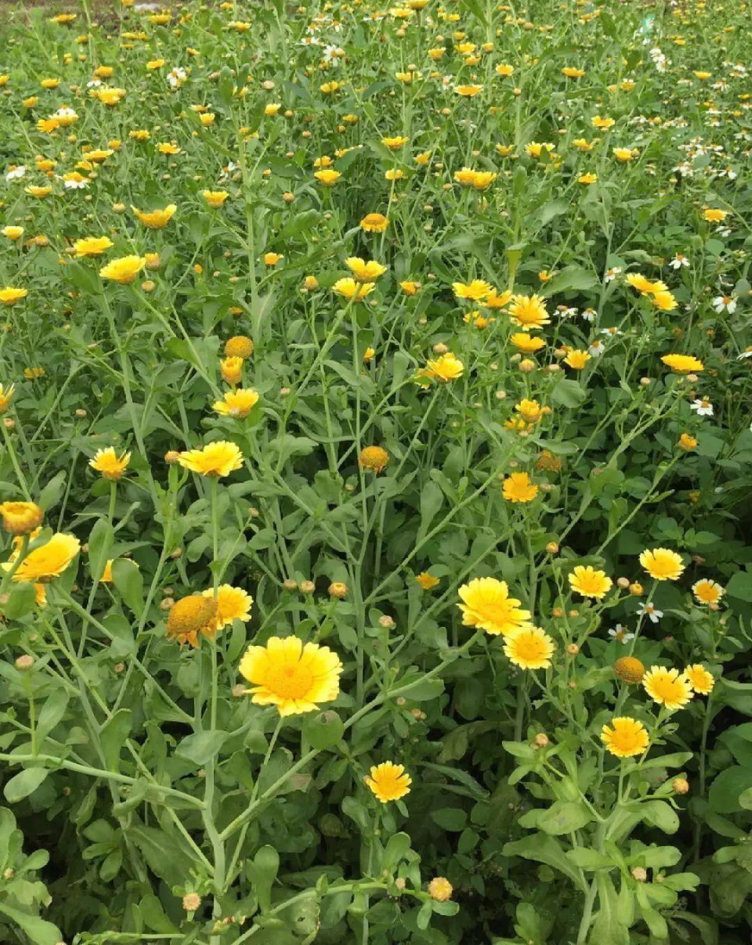 茼蒿|37摄氏度的院子,养这5种花,耐热耐晒开花多