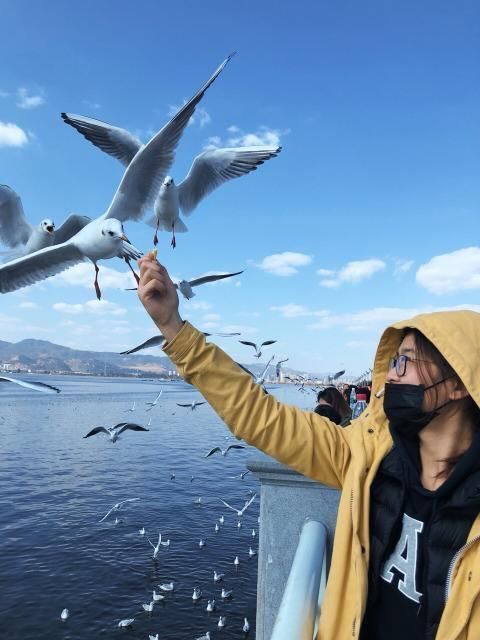 这座中国城市身居内陆,每年冬天却海鸥齐聚,煞是壮观!