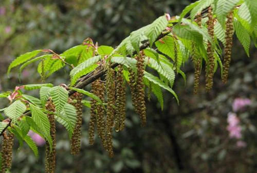 黄山|中国4棵“名贵”的树：除了黄山迎客松，你还知道几棵？