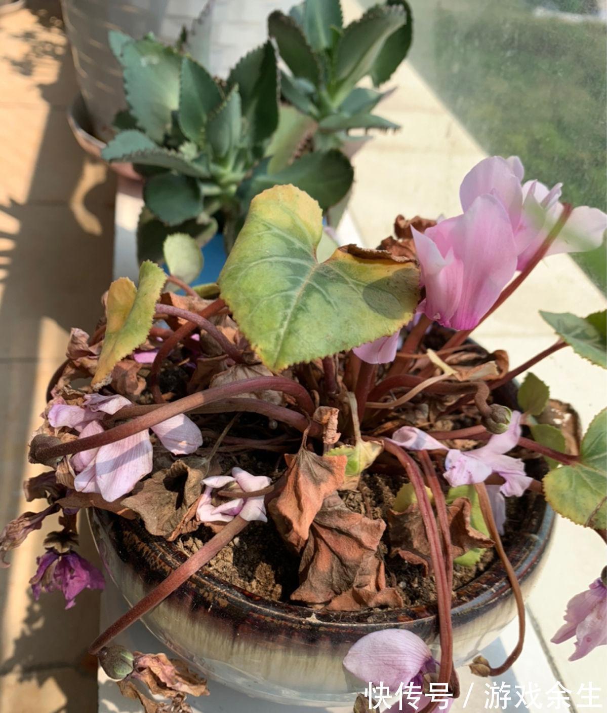 空气再干燥,“12种花”也别喷水,容易黄叶、腐烂和枯萎