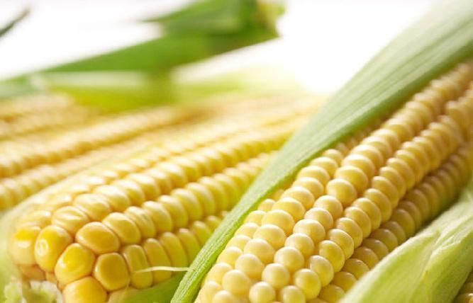 常吃玉米对身体好,但玉米不能与一物同吃,为健康及时忌口
