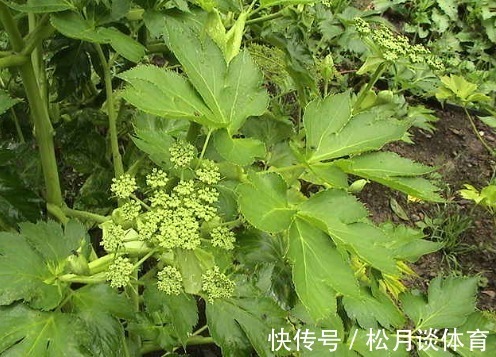 农村|农村的一种“长生不老药”,有很高的价值,有钱也不一定可以买到