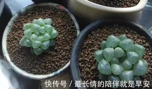 塑料杯子没用?给多肉植物扣一个,叶子马上变圆润又水灵