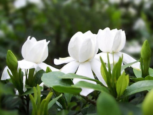 花期到了,栀子花却又掉花苞了,赶紧让它去晒太阳